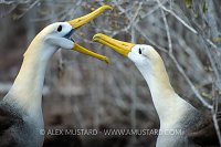 Albatross Display. Galapagos