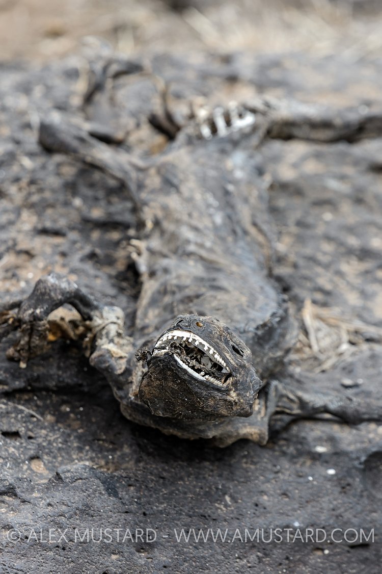 Dead Marine Iguana. Galapagos