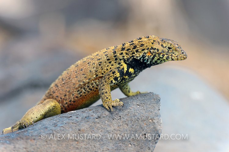 Lava Lizard. Galapagos