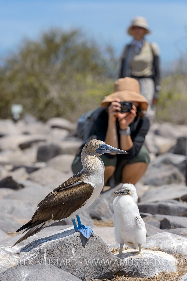 Photographing Boobies. Galapagos