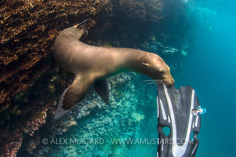 Sea Lion Play. Galapagos