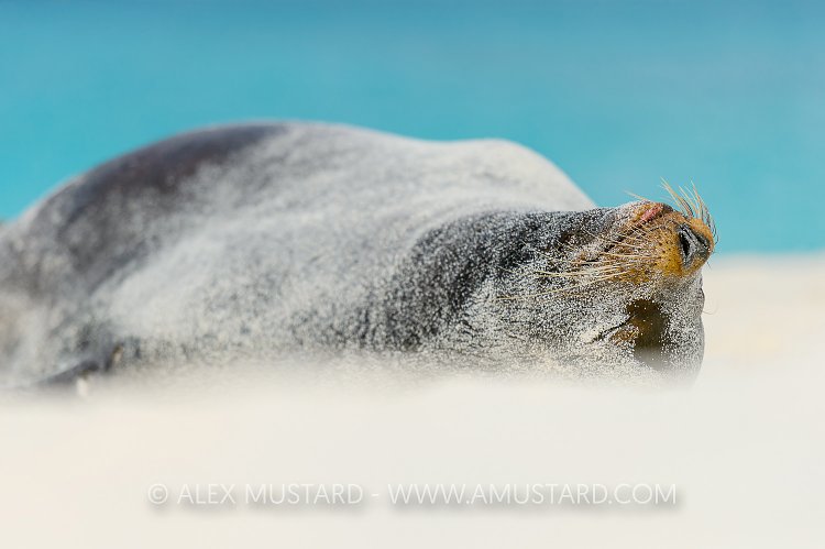 Beach Master. Galapagos