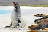 Bull Sea Lion Display. Galapagos