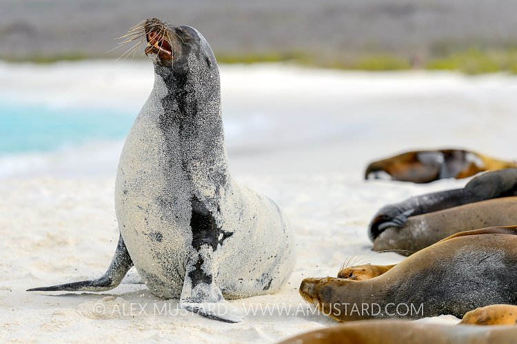 Bull Sea Lion Display. Galapagos