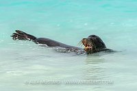Sea Lion Swimming. Galapagos