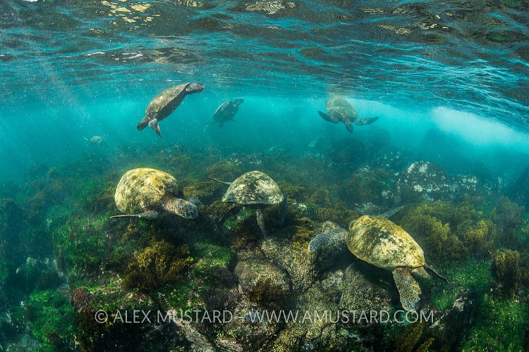 Turtles Feeding In Shallows. Galapagos