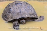 Giant Tortoise Wallowing. Galapagos