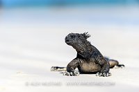 Iguana Takes Sun On Beach. Galapagos