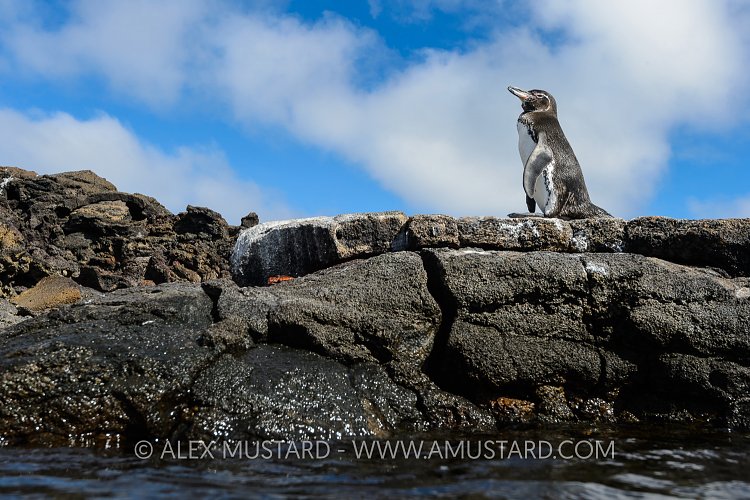 Penguin On Rock. Galapagos