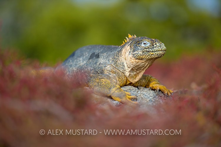 Land Iguana. Galapagos