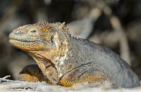 Land Iguana Portrait. Galapagos