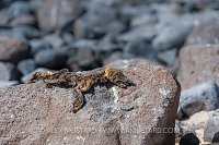 Dead Sea Lion Pup. Galapagos