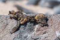 Dead Sea Lion Pup. Galapagos