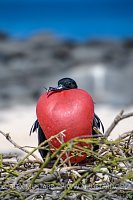 Frigate Bird Display. Galapagos