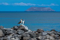 Blue Footed Booby Pair. Galapagos