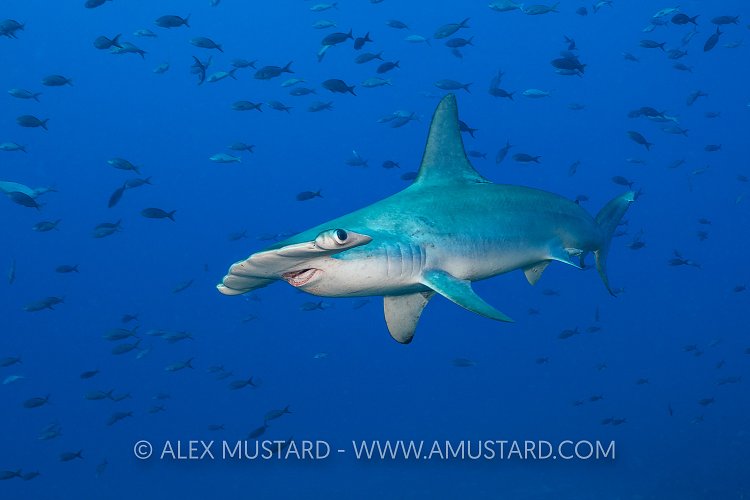 Scalloped Hammerhead Portrait. Galapagos