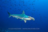 Scalloped Hammerhead Portrait. Galapagos