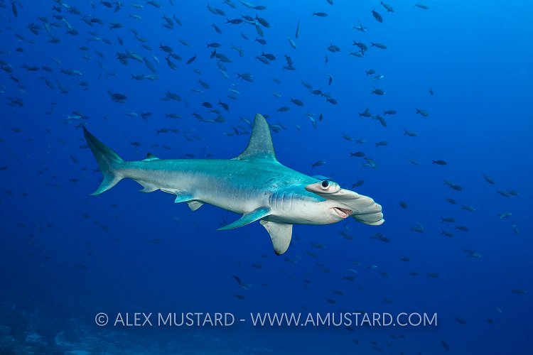 Scalloped Hammerhead Portrait. Galapagos