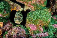 Flag Cabrilla Portrait. Galapagos