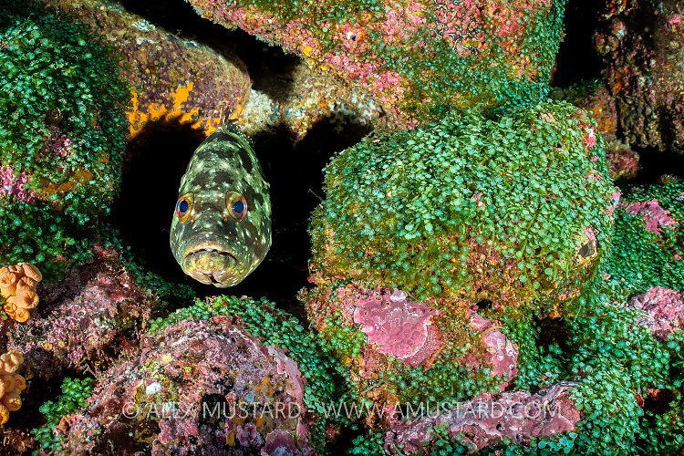 Flag Cabrilla Portrait. Galapagos