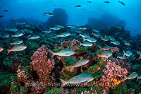 Creolefish School. Galapagos