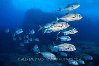 Bigeye Trevally Pass. Galapagos