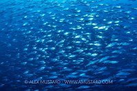 Bonito On The Move. Galapagos