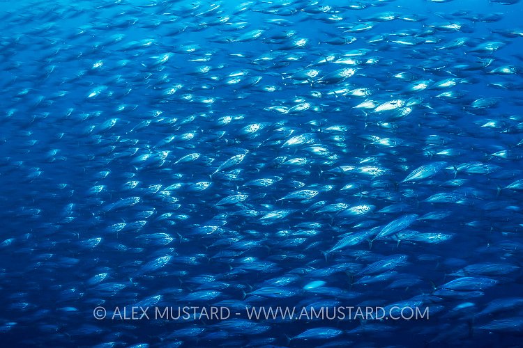 Bonito On The Move. Galapagos