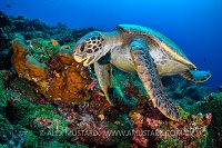 Turtle Over Reef. Galapagos