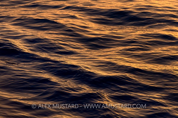 Orange Ripples. Galapagos