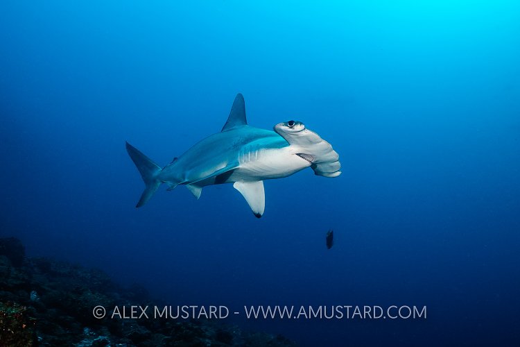 Hammerhead Shark Portrait. Galapagos