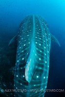 Whale Shark Spots. Galapagos