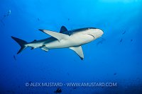 Galapagos Shark. Galapagos