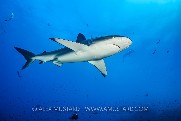 Galapagos Shark. Galapagos