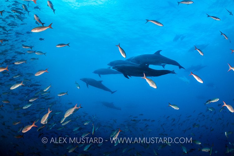 Dolphins Through School. Galapagos