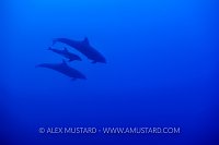 Dolphin Family Silhouette. Galapagos