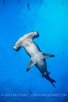 Hammerhead Portrait. Galapagos