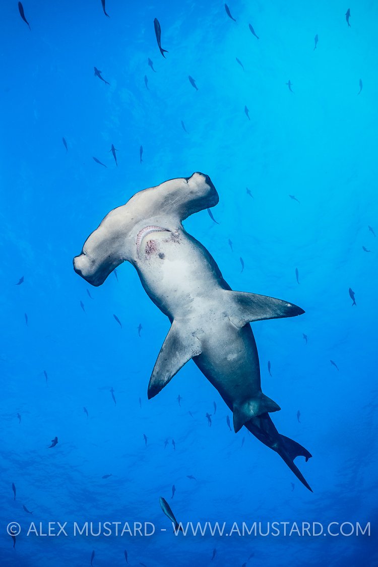 Hammerhead Portrait. Galapagos