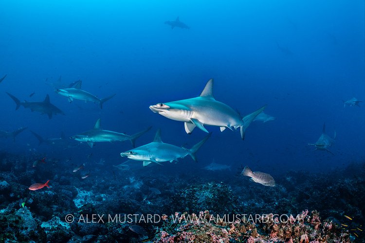 Hammerheads Approach Reef. Galapagos