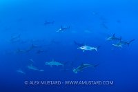 Hammerhead School. Galapagos