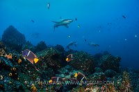 Galapagos Reef Scene