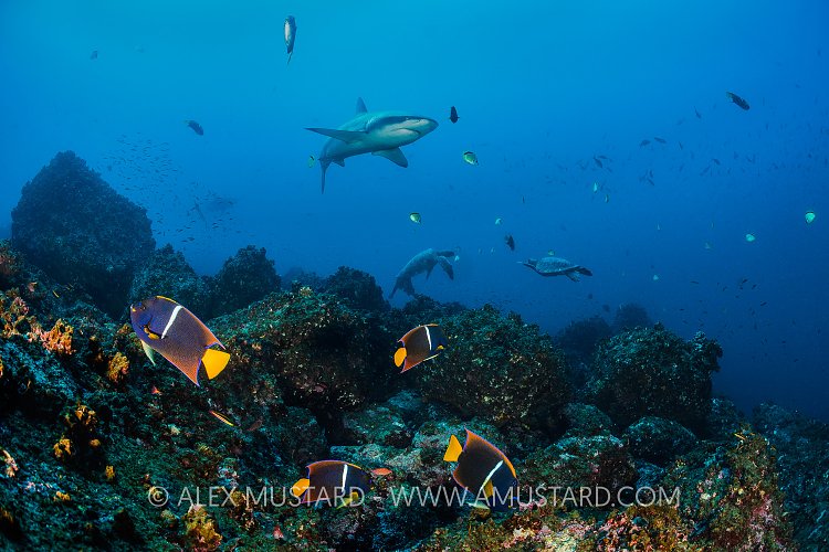 Galapagos Reef Scene