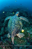 Turtle Cleaning. Galapagos