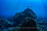 Turtle At Cleaning Station. Galapagos