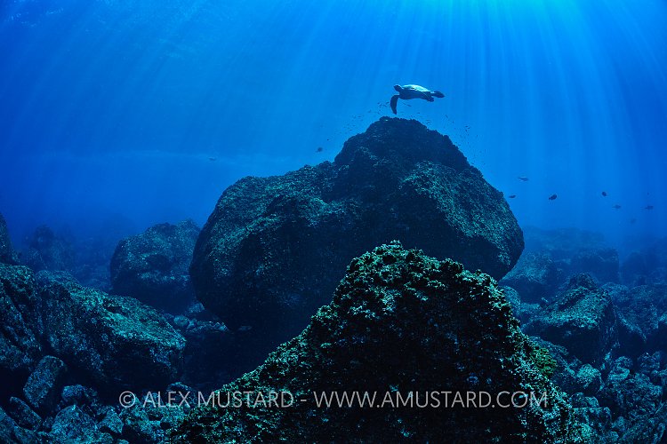 Turtle At Cleaning Station. Galapagos