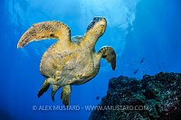 Galapagos Turtle Portrait. Galapagos