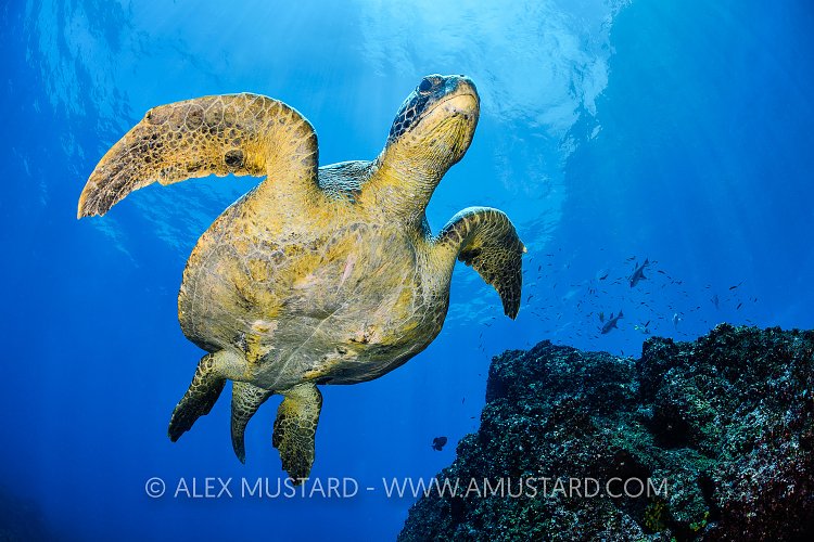 Galapagos Turtle Portrait. Galapagos