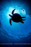 Galapagos Turtle Silhouette. Galapagos