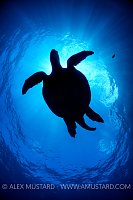 Galapagos Turtle Silhouette. Galapagos