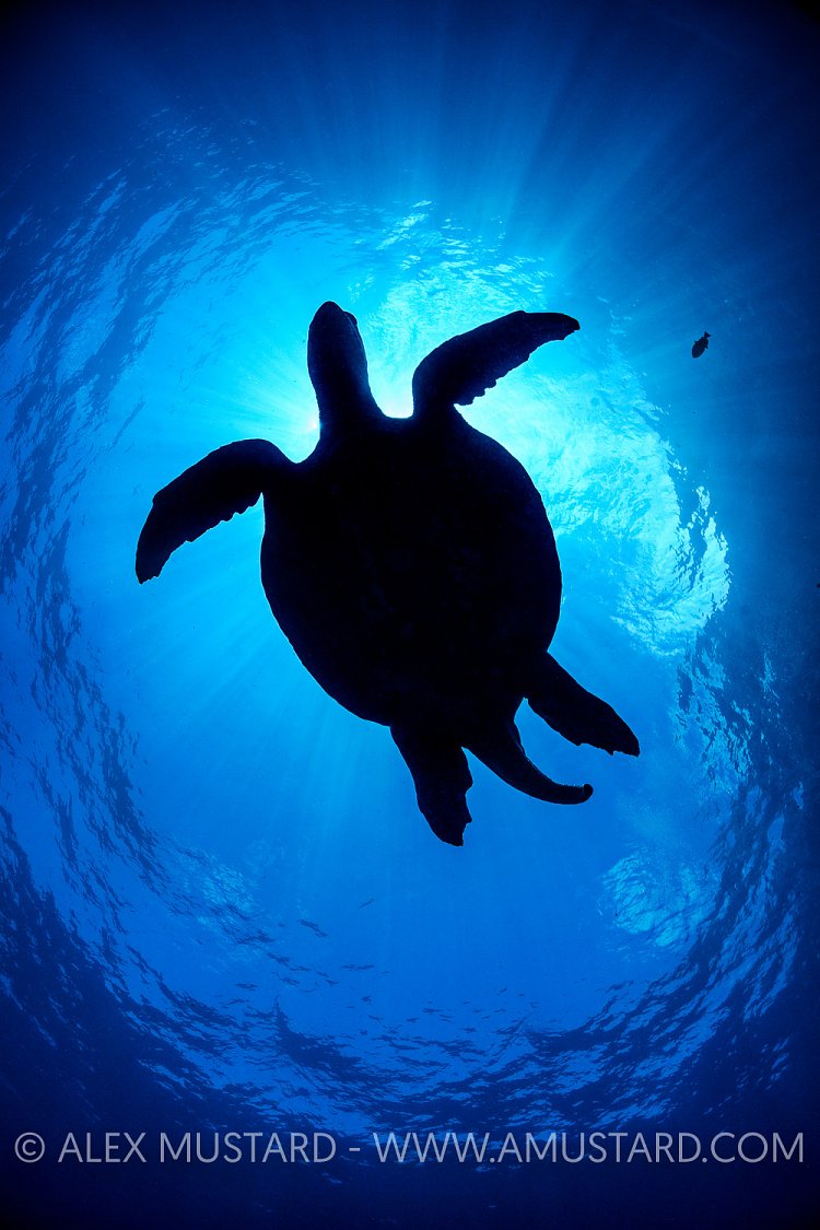 Galapagos Turtle Silhouette. Galapagos